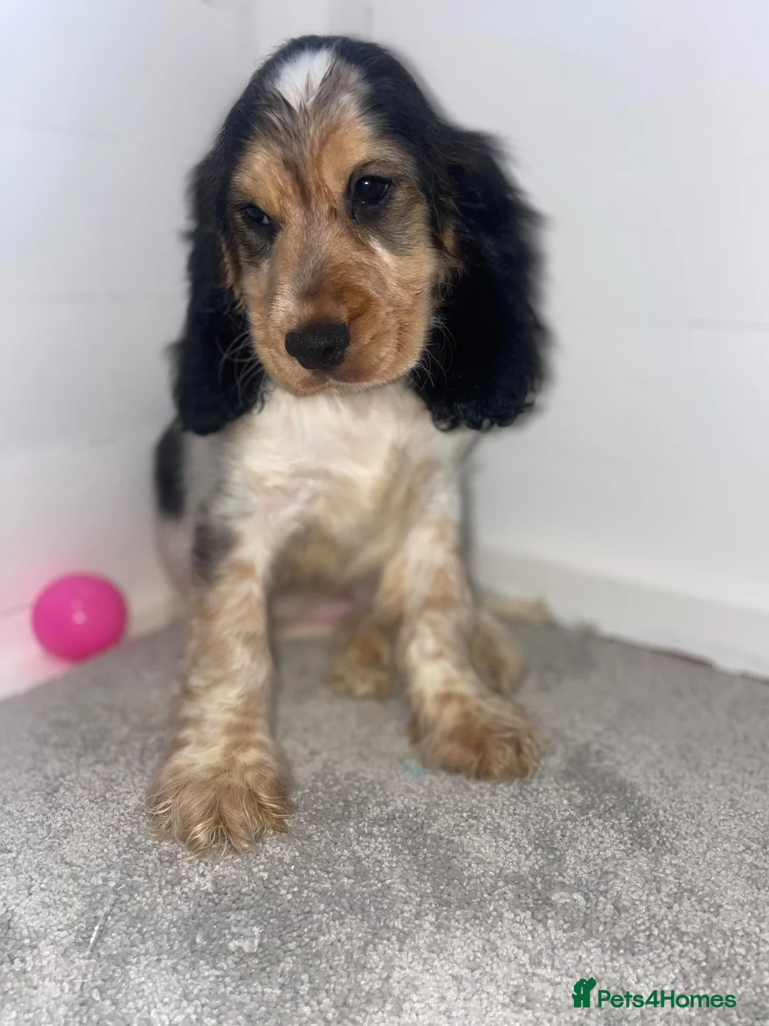 Cocker Spaniel dogs for sale: LAST TRI BOYS AVAILABLE Show type cocker spaniels! - Advert 1