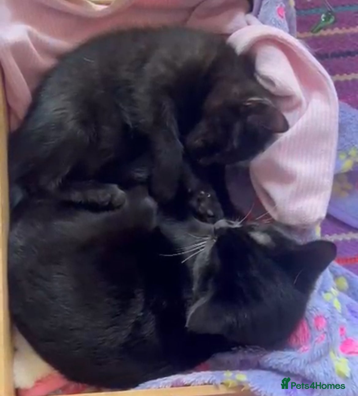 Mixed Breed cats Bonded pair of kittens deserve a chance - Advert 13