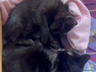 Mixed Breed cats Bonded pair of kittens deserve a chance - Advert 3