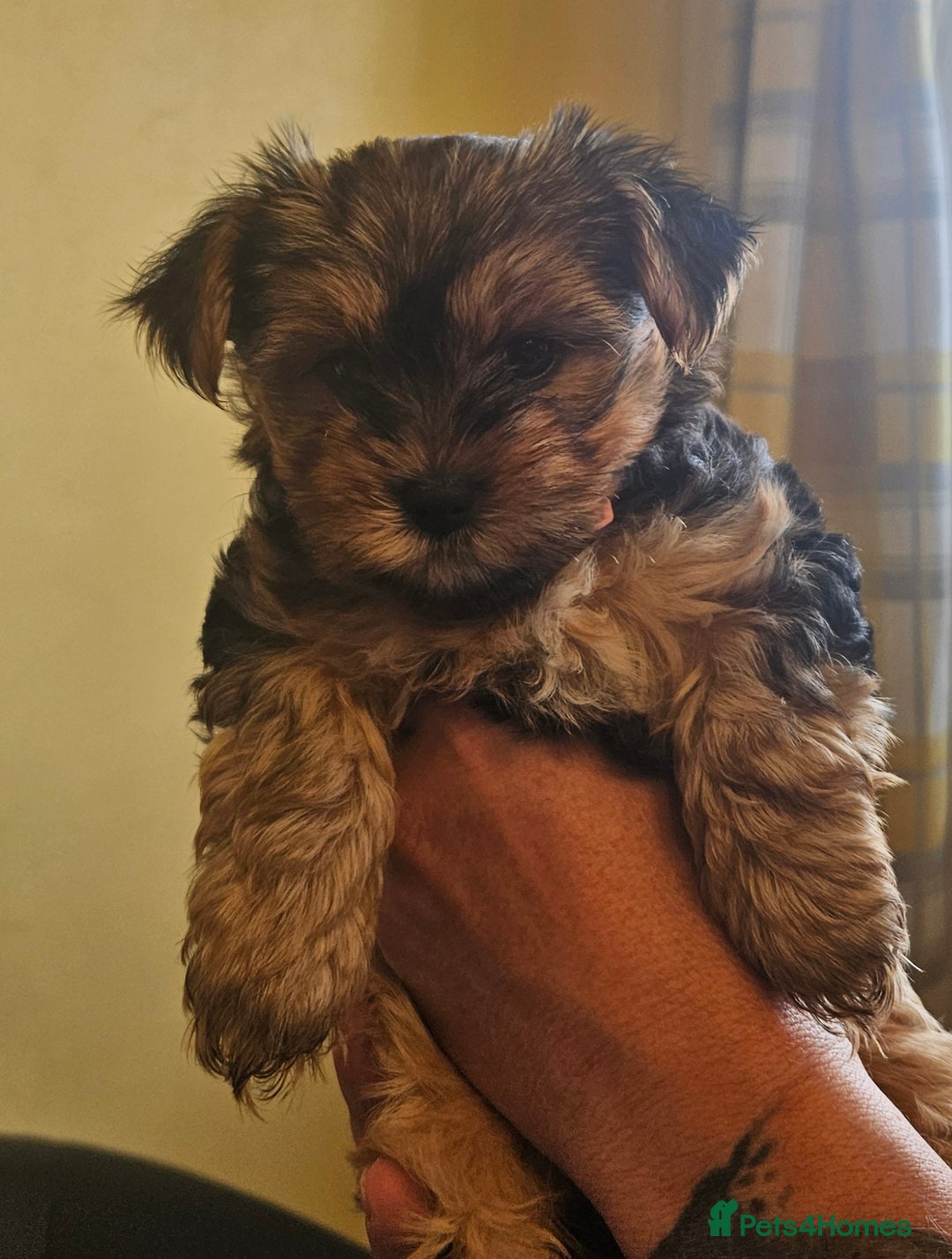 Yorkshire Terrier dogs for sale: Girl Yorkshire terrier puppy - Image 3