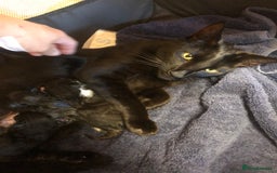 Mixed Breed cats for sale: Gorgeous 9-Week-Old Kittens  - Image 6