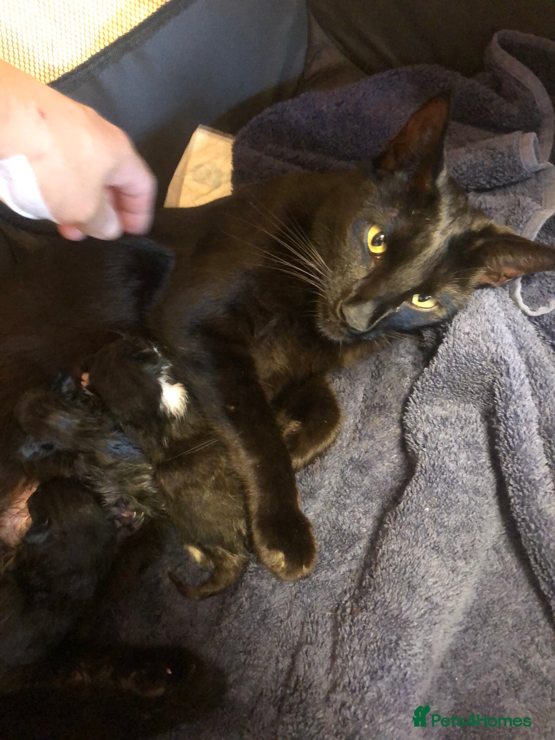Mixed Breed cats for sale: Gorgeous 9-Week-Old Kittens  - Image 6