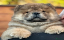 Chow Chow dogs for sale: Kc Registered Chow Chow Pups - Image 17
