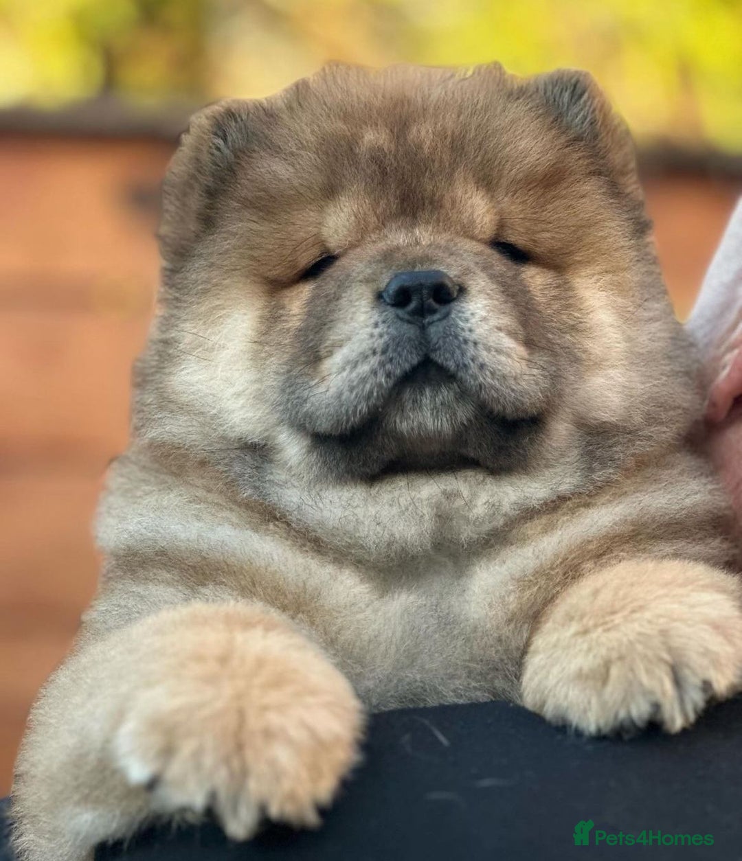 Chow Chow dogs for sale: Kc Registered Chow Chow Pups - Image 17