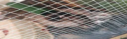 Ferret rodents for sale: Baby ferrets  - Advert 5