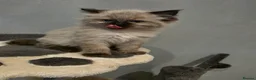 Ragdoll cats for sale: Ragdoll vilot links  - Advert 7