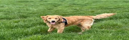Golden Retriever dogs for sale: KC Golden Retriever Male Puppy Health Tested  - Advert 14