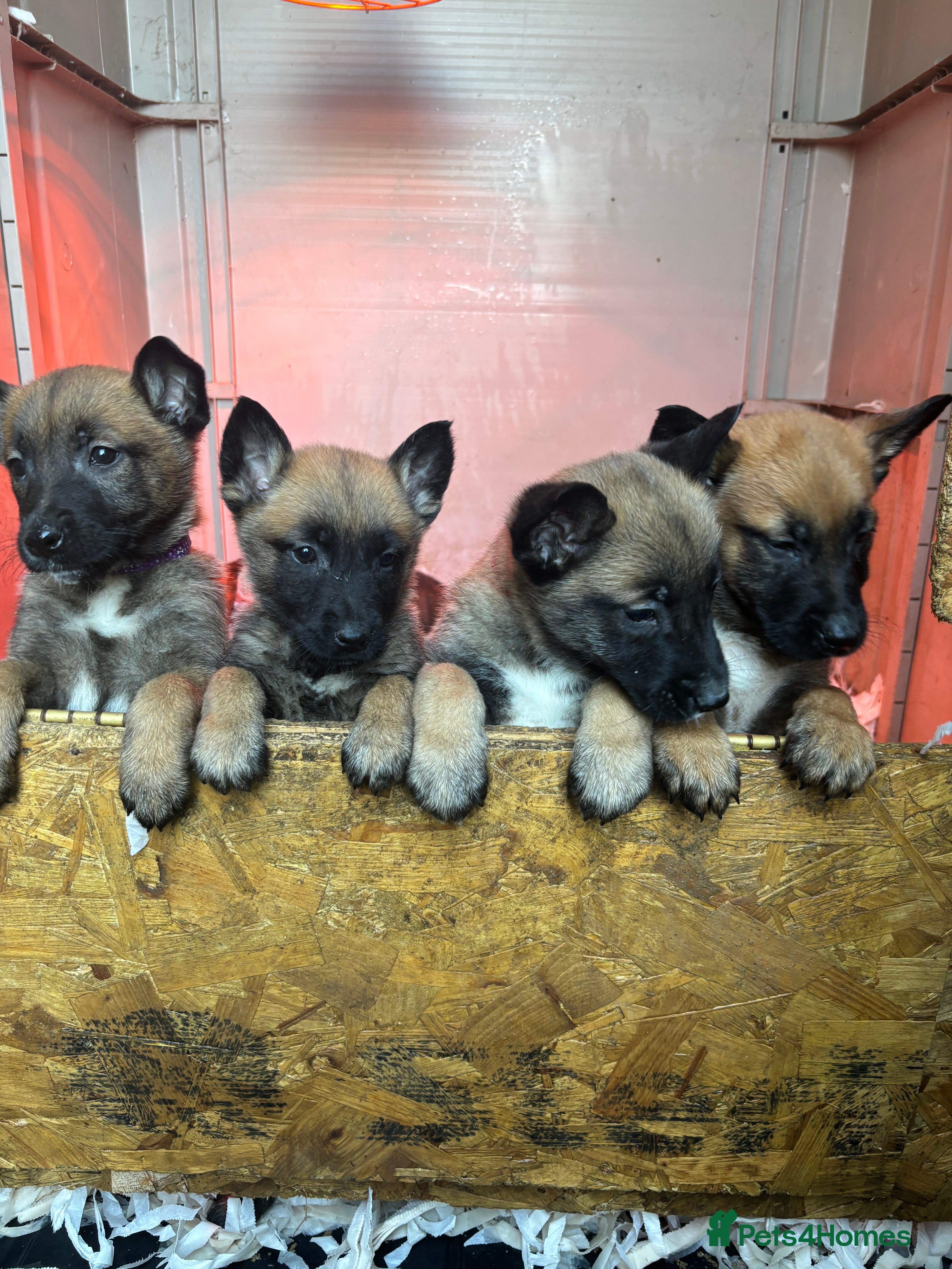 Belgian Shepherd Dog dogs TOP CLASS BELGIAN MALINOS - Advert 4