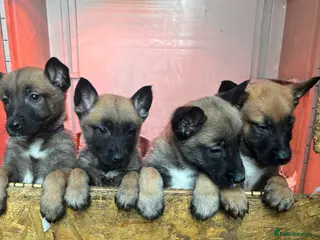 Belgian Shepherd Dog dogs TOP CLASS BELGIAN MALINOS - Advert 4