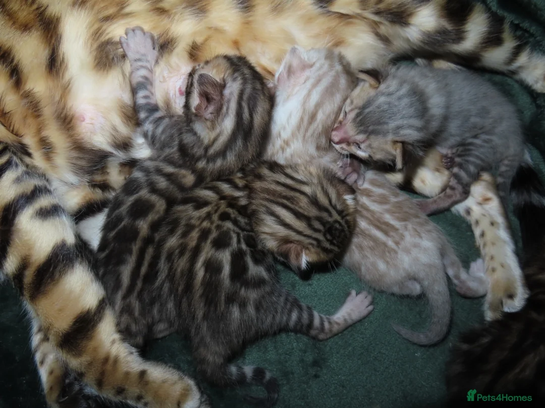 Bengal cats for sale: Spots and Sass | TICA BENGAL KITTENS in Birmingham - Advert 1