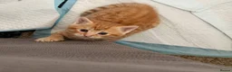 Mixed Breed cats for sale: baby cat in Smethwick - Advert 2
