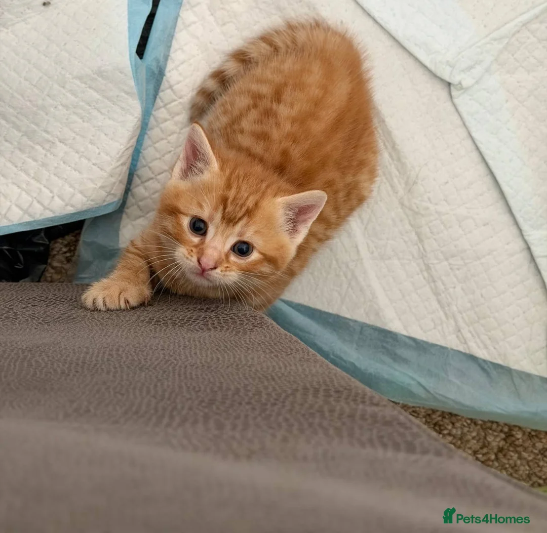 Mixed Breed cats for sale: baby cat in Smethwick - Advert 2