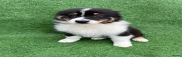Australian Shepherd dogs for sale: Australian Shepherd Puppies  - Advert 14