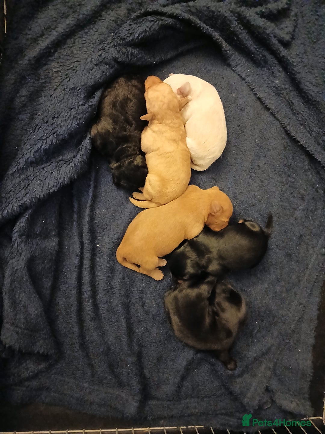 Schnoodle dogs for sale: Schnoodle puppies  - Advert 1