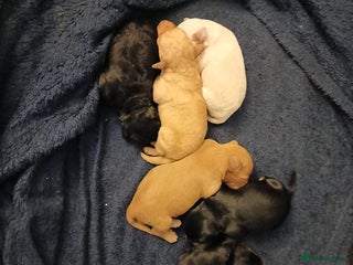 Schnoodle dogs Schnoodle puppies - Advert 14