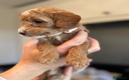 Cockapoo dogs for sale: Stunning litter of F1bb cockapoo’s  - Advert 4