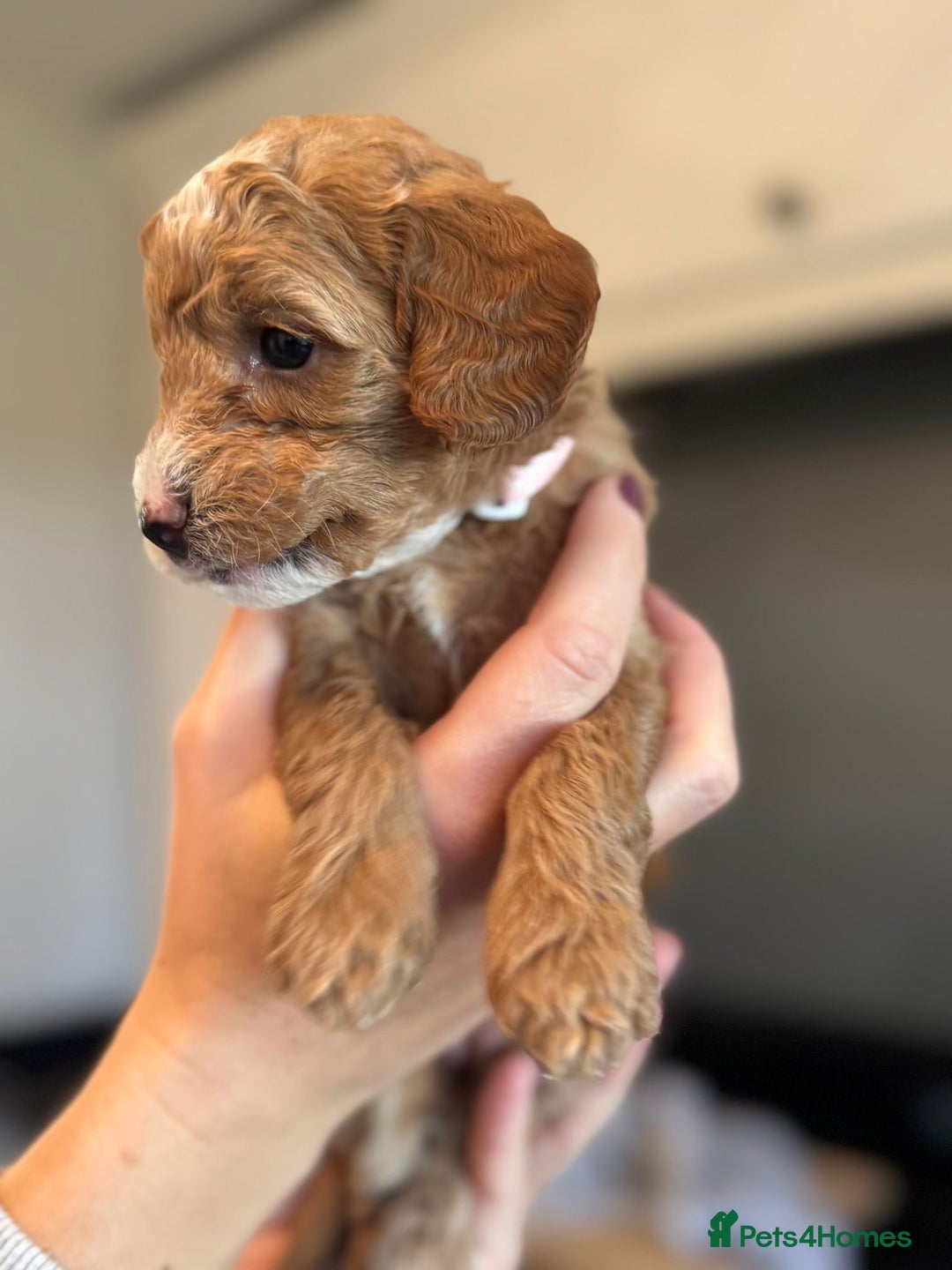 Cockapoo dogs for sale: Stunning litter of F1bb cockapoo’s  - Advert 4
