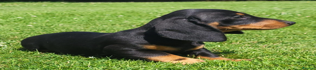 Miniature Dachshund Puppy 2