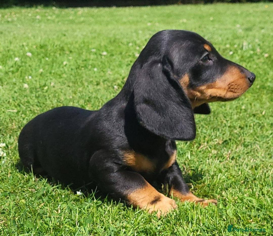 Miniature Dachshund dogs for sale: Adorable Miniature Dachshund Pups  - Image 6