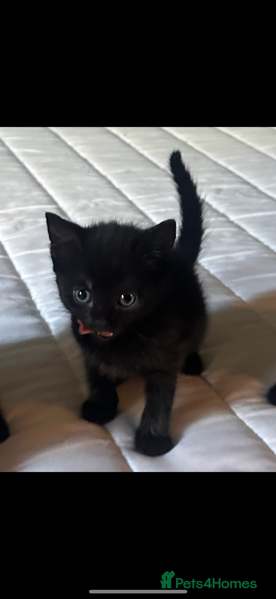Domestic Shorthair cats for sale: Adorable fluffy kittens for sale!! - Image 13
