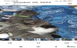 Mixed Breed dogs for sale: Caine corso/ American bully 10 weeks - Advert 13