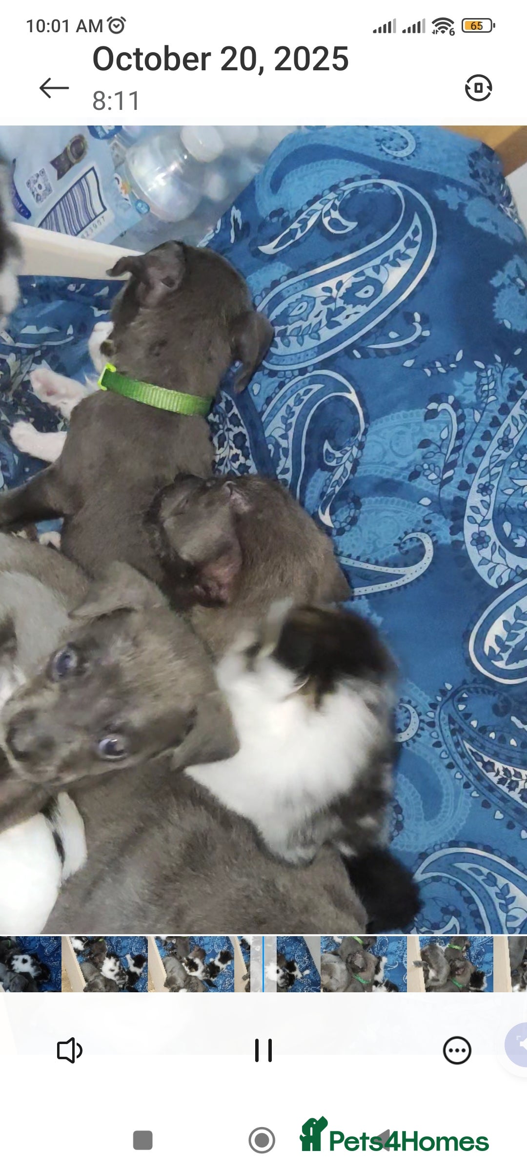 Mixed Breed dogs for sale: Caine corso/ American bully 10 weeks - Advert 13