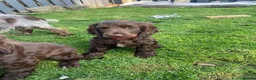 Cocker Spaniel dogs for sale: 100%show cocker spaniel kc reg   - Advert 6