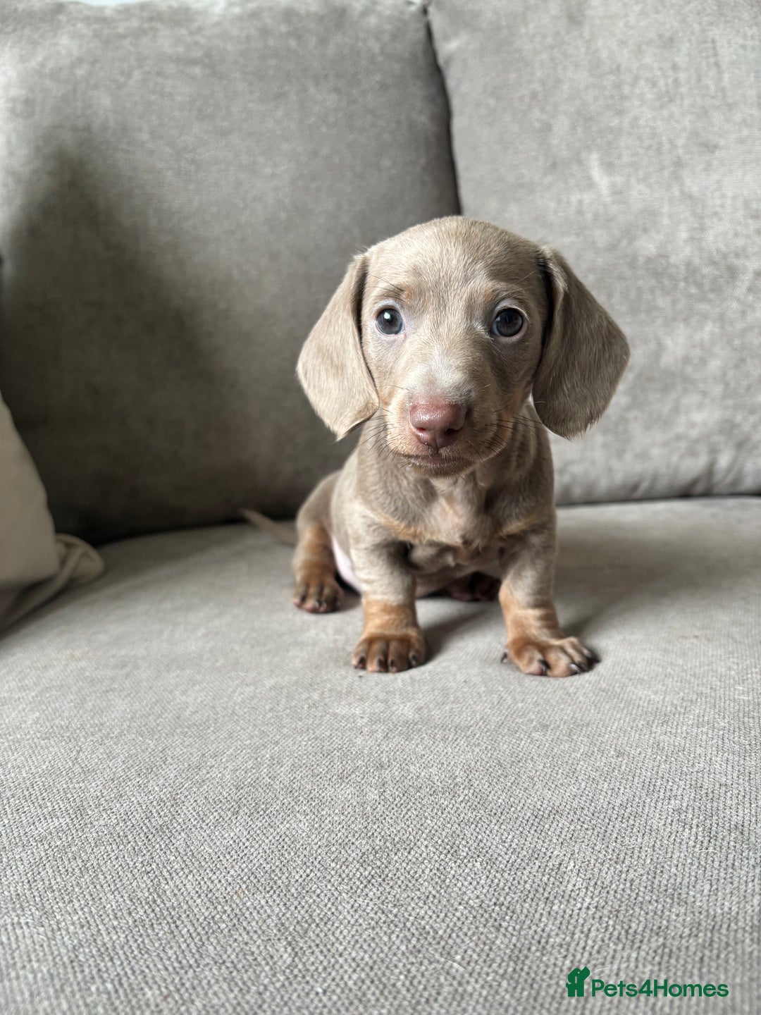 Miniature Dachshund dogs for sale: Beautiful Isabella & Tan miniature dashchunds✨🐾 - Image 3