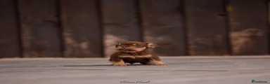 Rojo and tan carrying fluffy 
