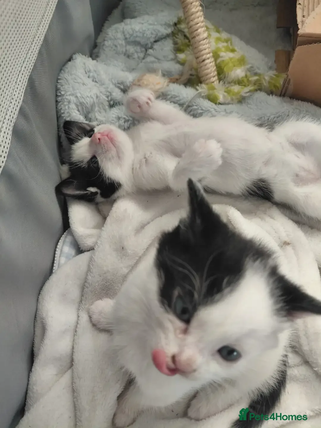 American Shorthair cats for sale: 2 girls for sale in Glasgow - Advert 4