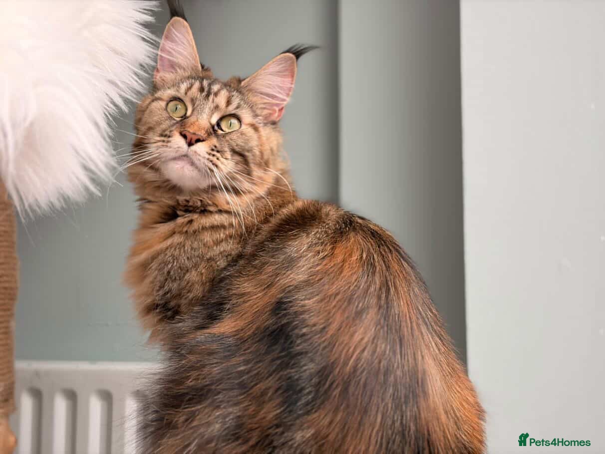Maine Coon cats for sale: TICA Mainecoon Litter Due  - Advert 5