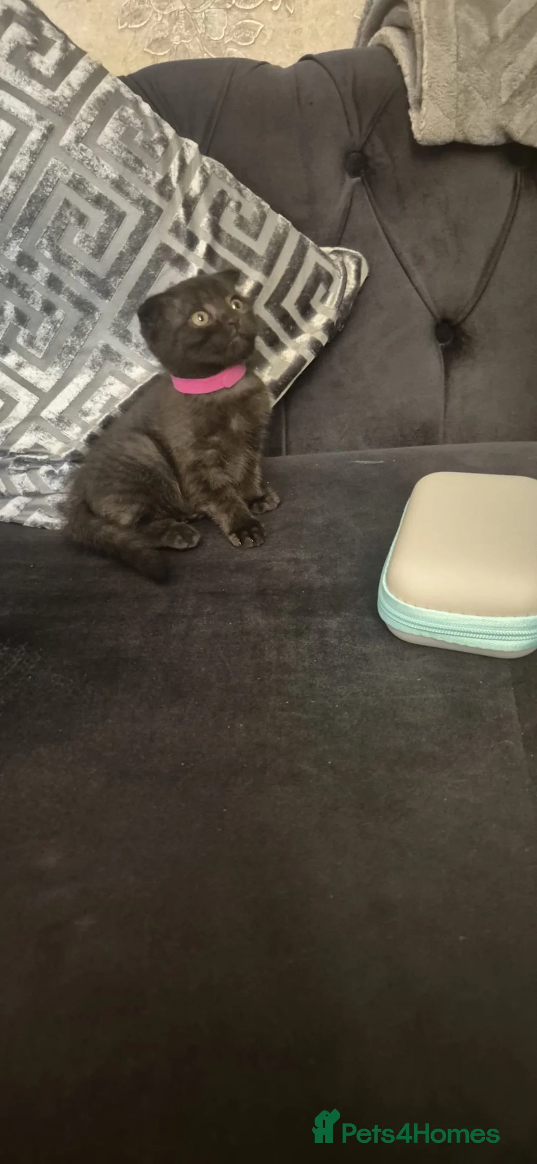 Scottish Fold cats for sale: 5 Scottish Folds for sale - Advert 4