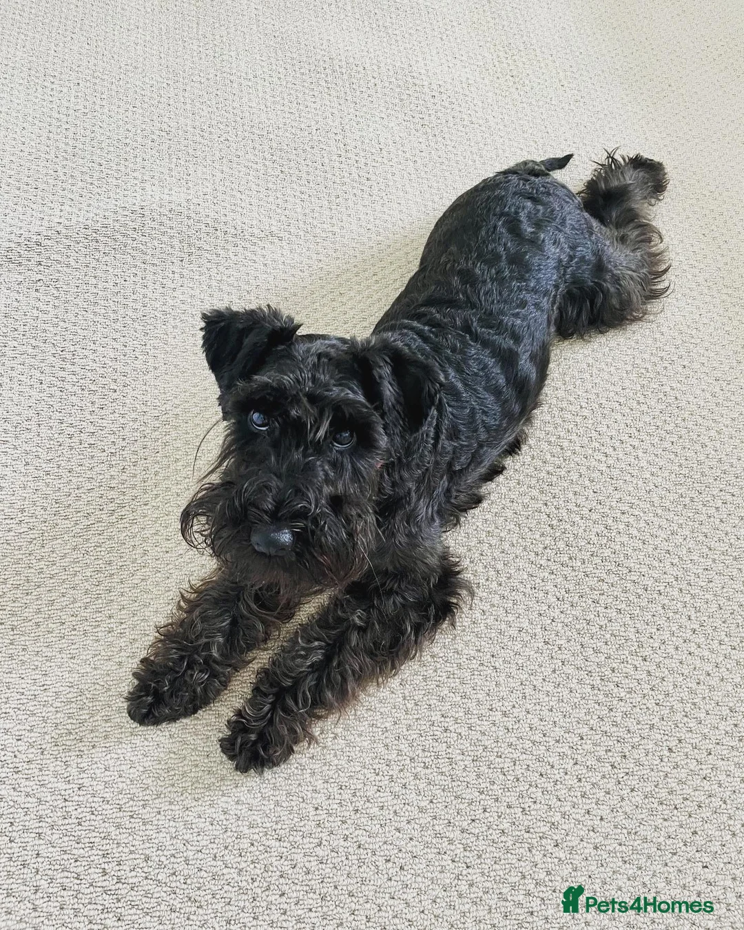 Miniature Schnauzer dogs for sale: Cute Miniature Schnauzer Puppy  - Advert 1