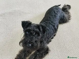 Miniature Schnauzer dogs Cute Miniature Schnauzer Puppy - Advert 1