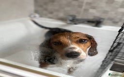 Bocker dogs for sale: 🌸Darla looking for a forever home🌸 - Image 1