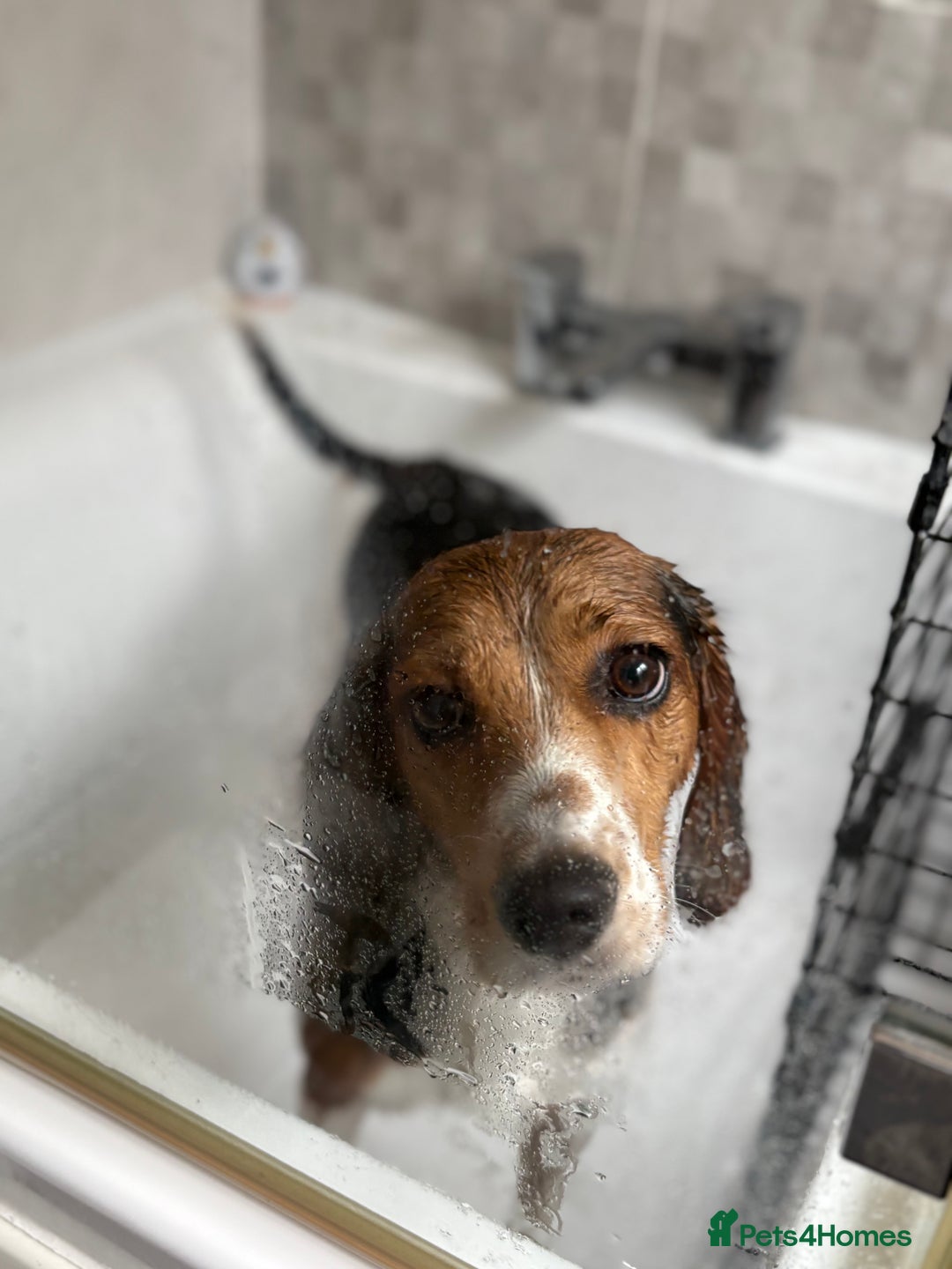 Bocker dogs for sale: 🌸Darla looking for a forever home🌸 - Image 1