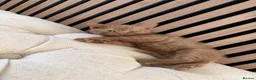 British Shorthair cats for sale: 6 Pure British Shorthair Kittens Ready to Reserve - Advert 12