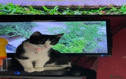 British Longhair cats for sale: Tuxedo Domestic Shorthair & Blue longhair - Image 2