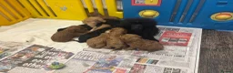 Cavapoo dogs for sale: F1 Cavapoo puppies health test clear - Advert 16