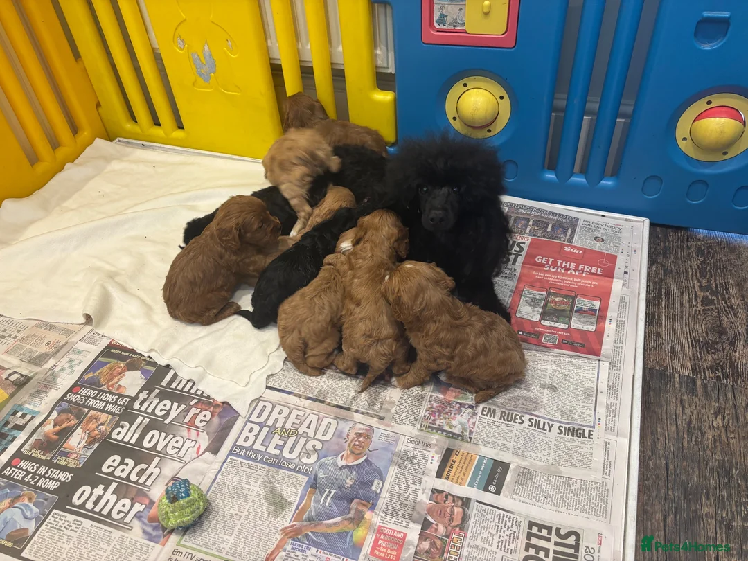 Cavapoo dogs for sale: F1 Cavapoo puppies health test clear - Advert 16