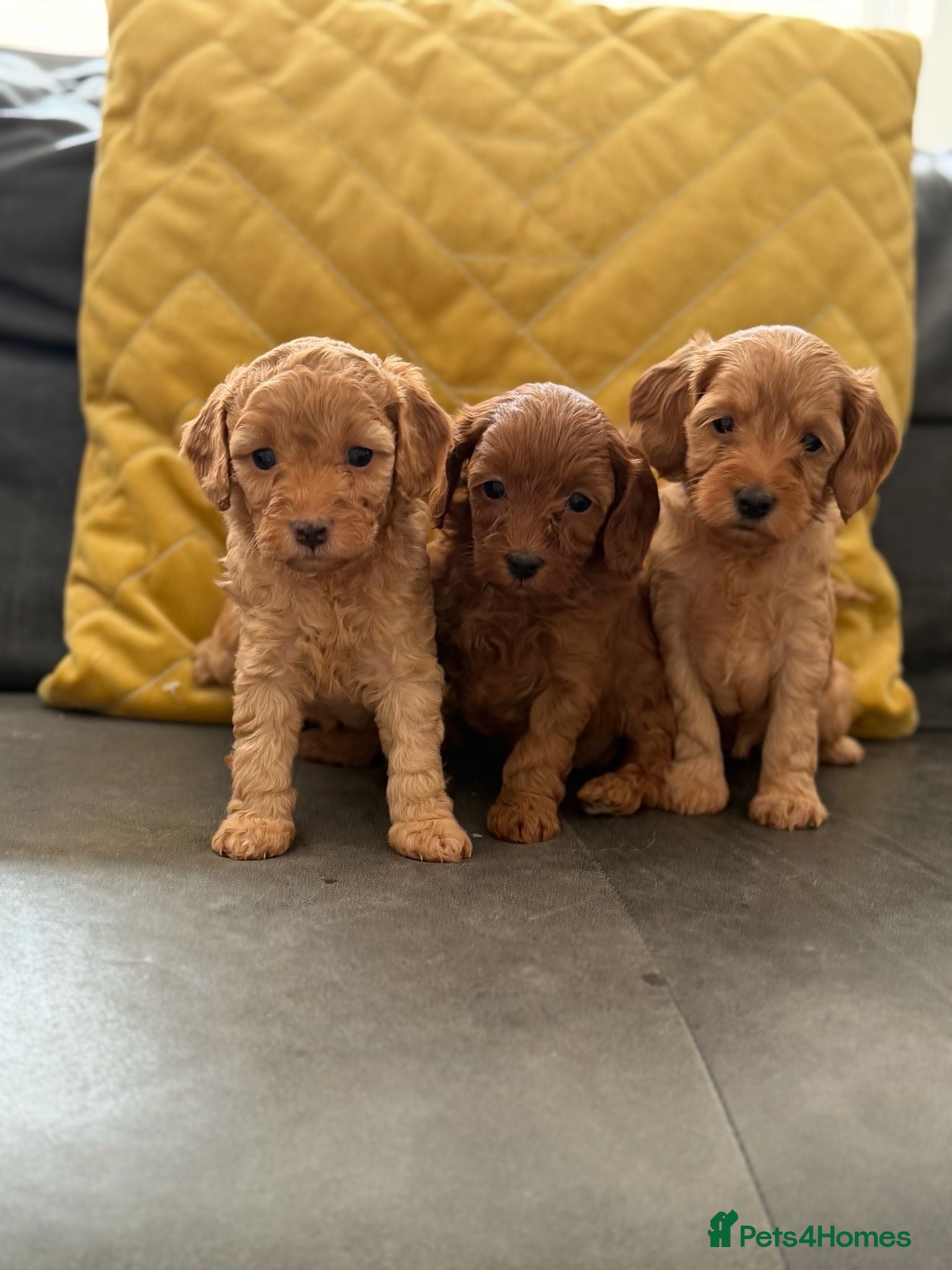 Mixed Breed dogs Cockapoo cross cavapoo puppies available  - Advert 1