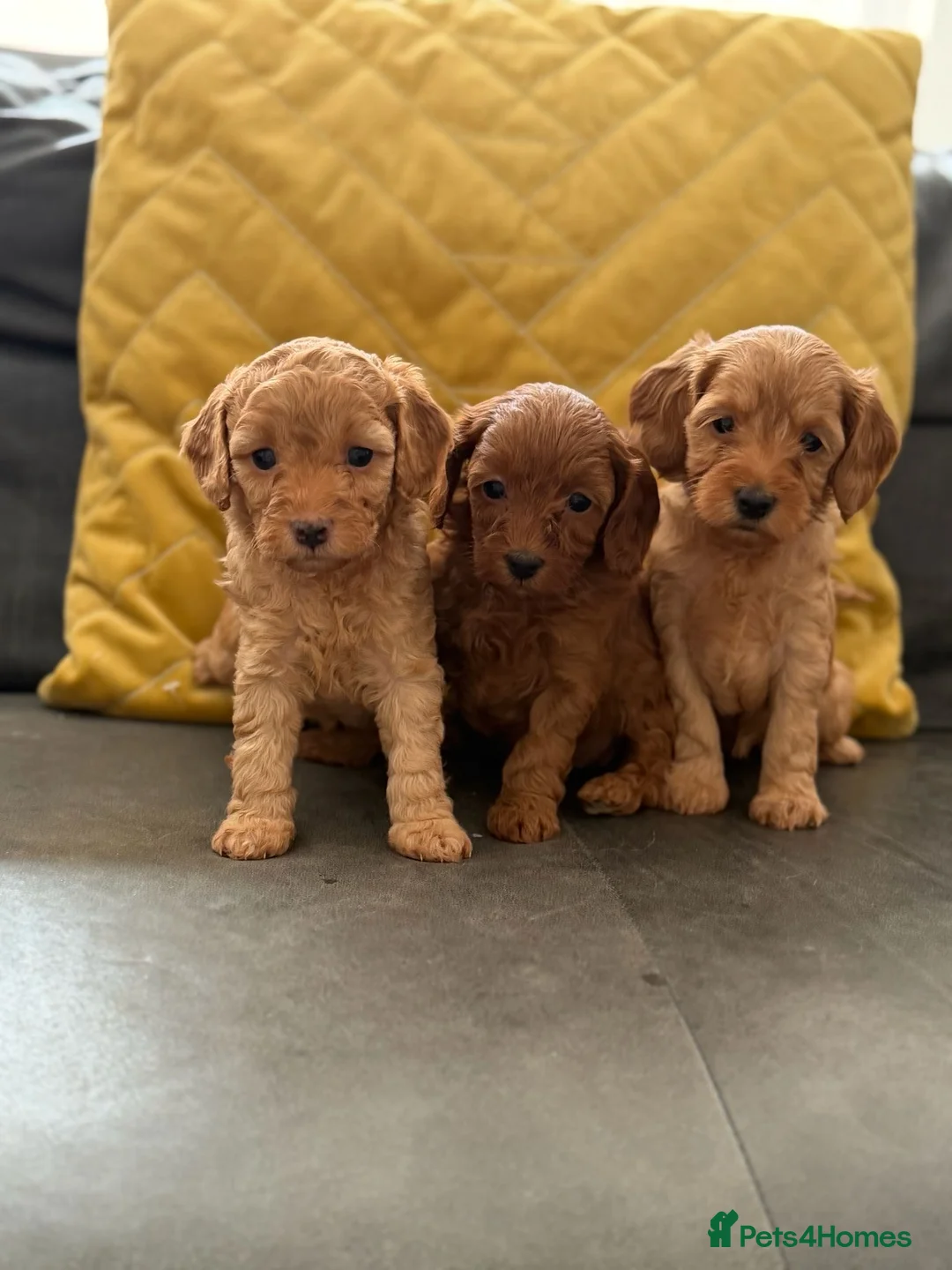 Mixed Breed dogs for sale: Cockapoo cross cavapoo puppies available  - Advert 1