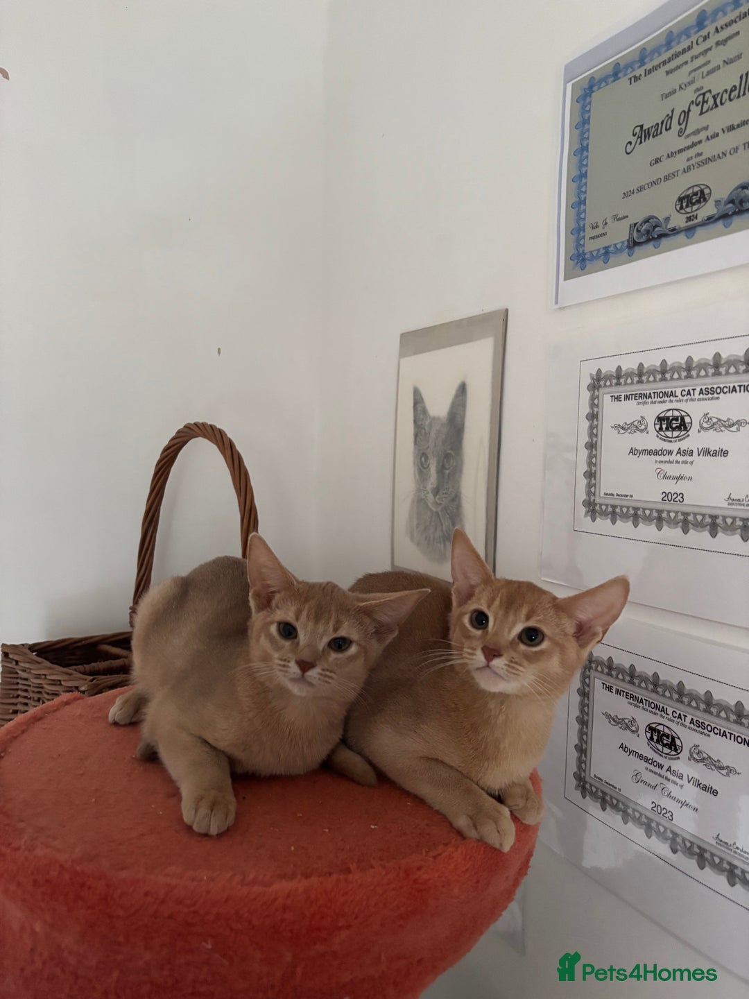 Abyssinian cats for sale: Pure pedigree fawn Abyssinian kittens 🐱  - Advert 3