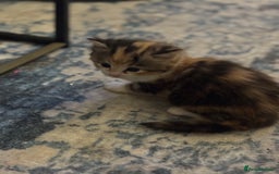 Mixed Breed cats for sale: 5 fluffy kittens  - Image 10