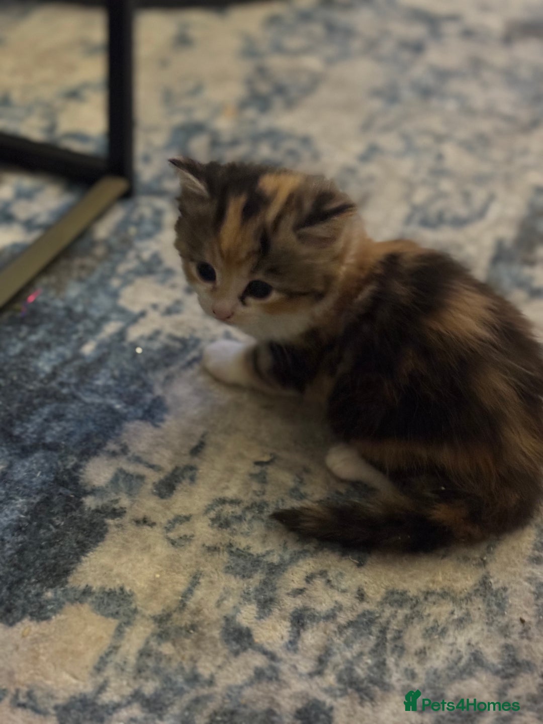 Mixed Breed cats for sale: 5 fluffy kittens  - Image 10