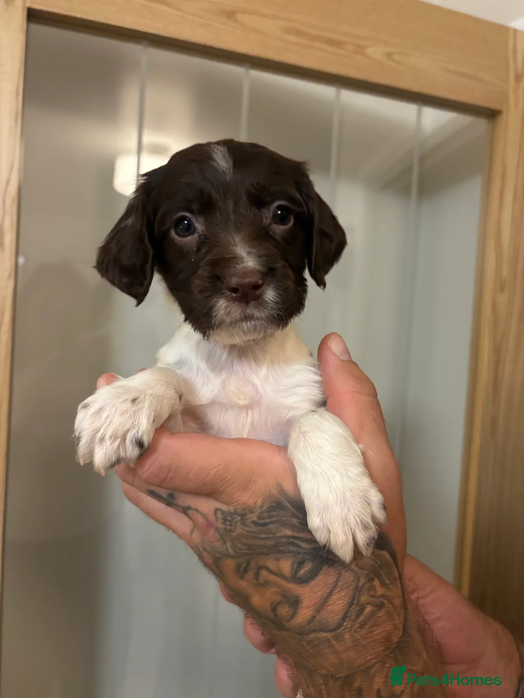 English Springer Spaniel dogs for sale: 🐾 English Springer Spaniel Puppies for Sale 🐾 - Advert 3