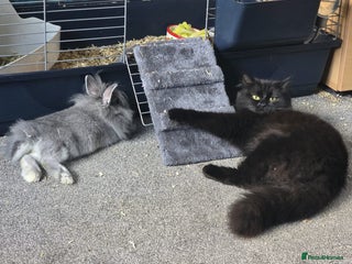 Lionhead rabbits for sale: House rabbit seeking new home - Advert 1