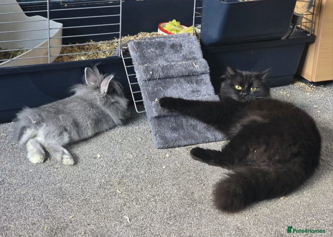 Lionhead rabbits House rabbit seeking new home - Advert 2