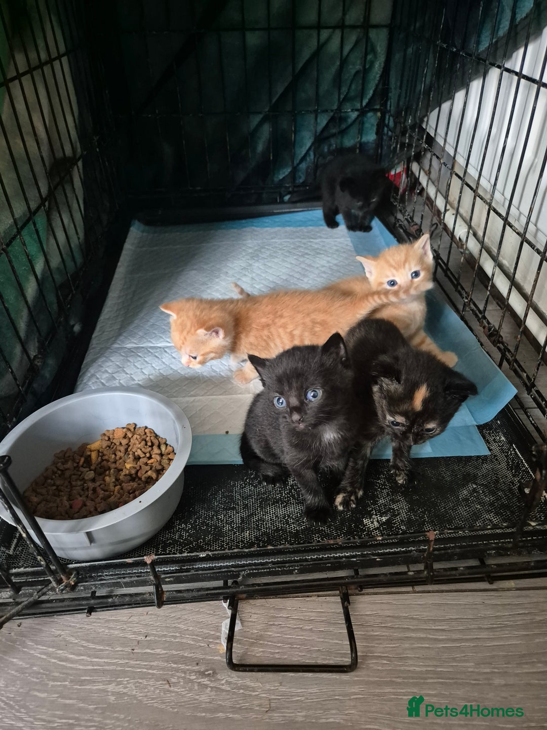 Domestic Shorthair cats for sale: 5 kittens - Image 1