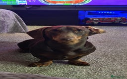 Dachshund dogs for sale: Two Dachshund Brothers - Image 1